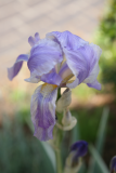 Iris pallida 'Argentea Variegata' RCP5-10 369.jpg